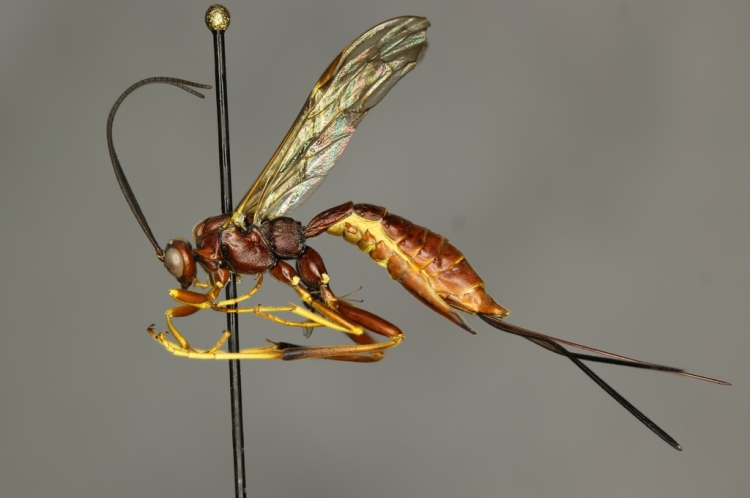 Coleocentrus rufus female