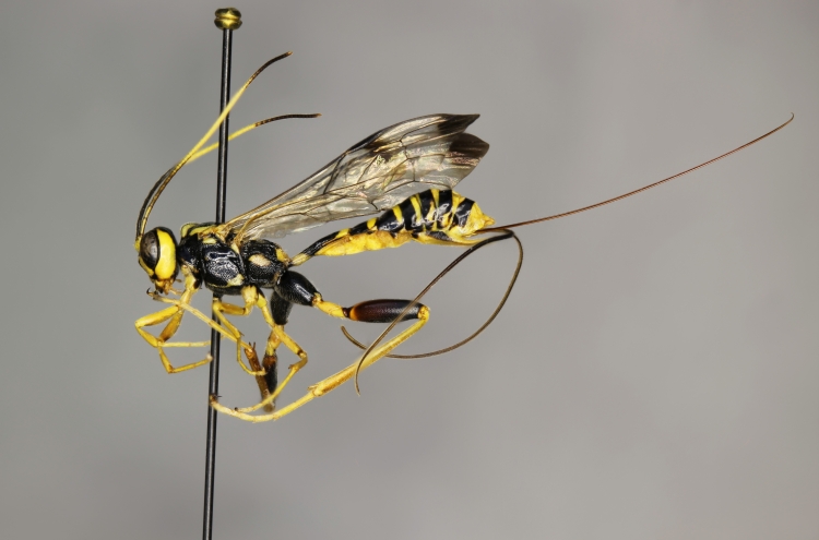 Spilopteron formosum female