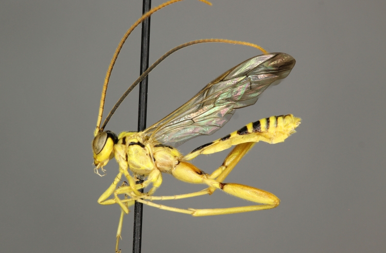 Spilopteron occiputale male