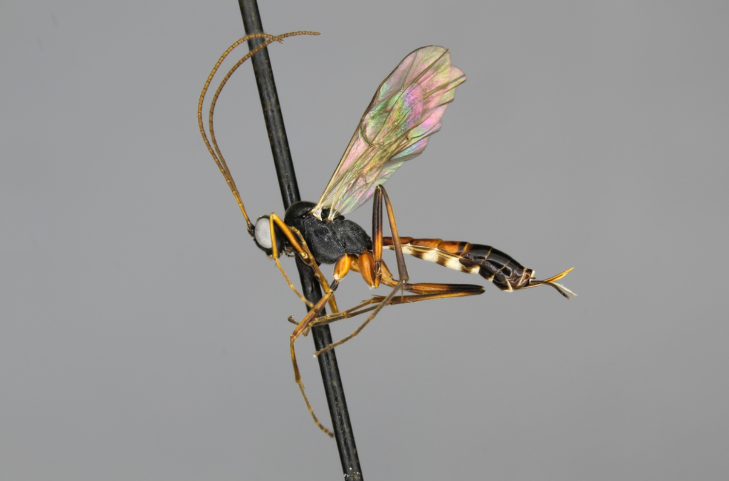 Cryptopimpla quadrilineata female