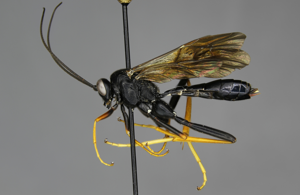 Exetastes suaveolens female