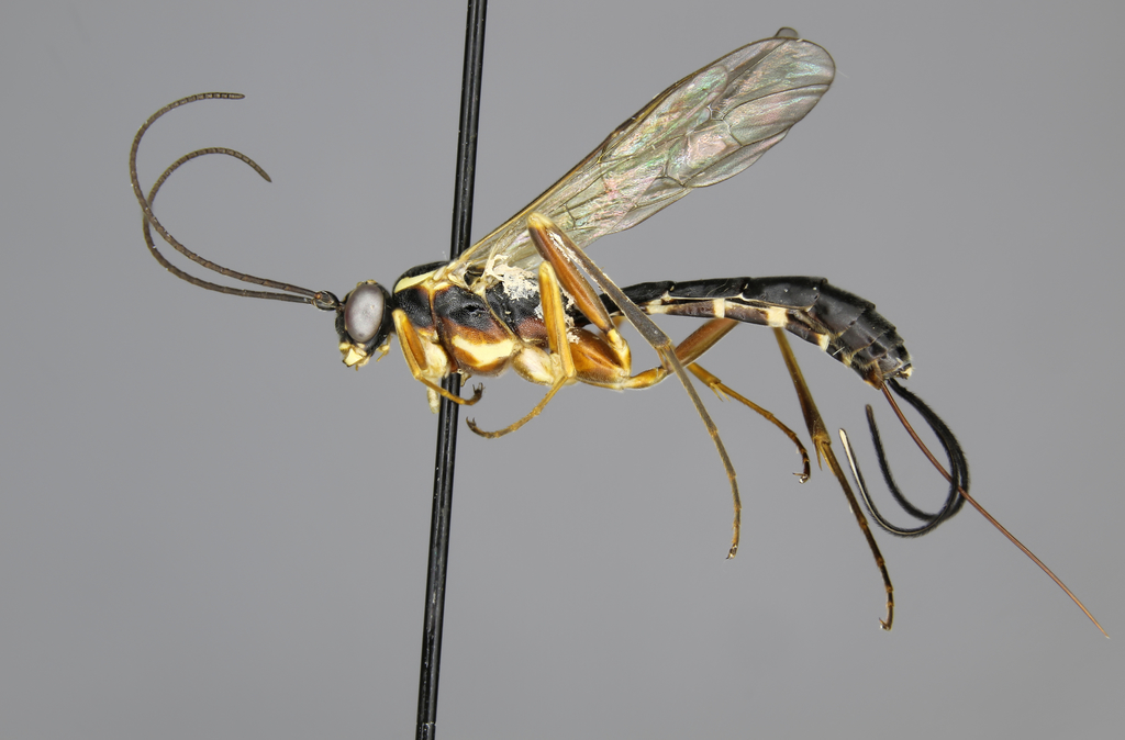 Lissonota scutellaris female