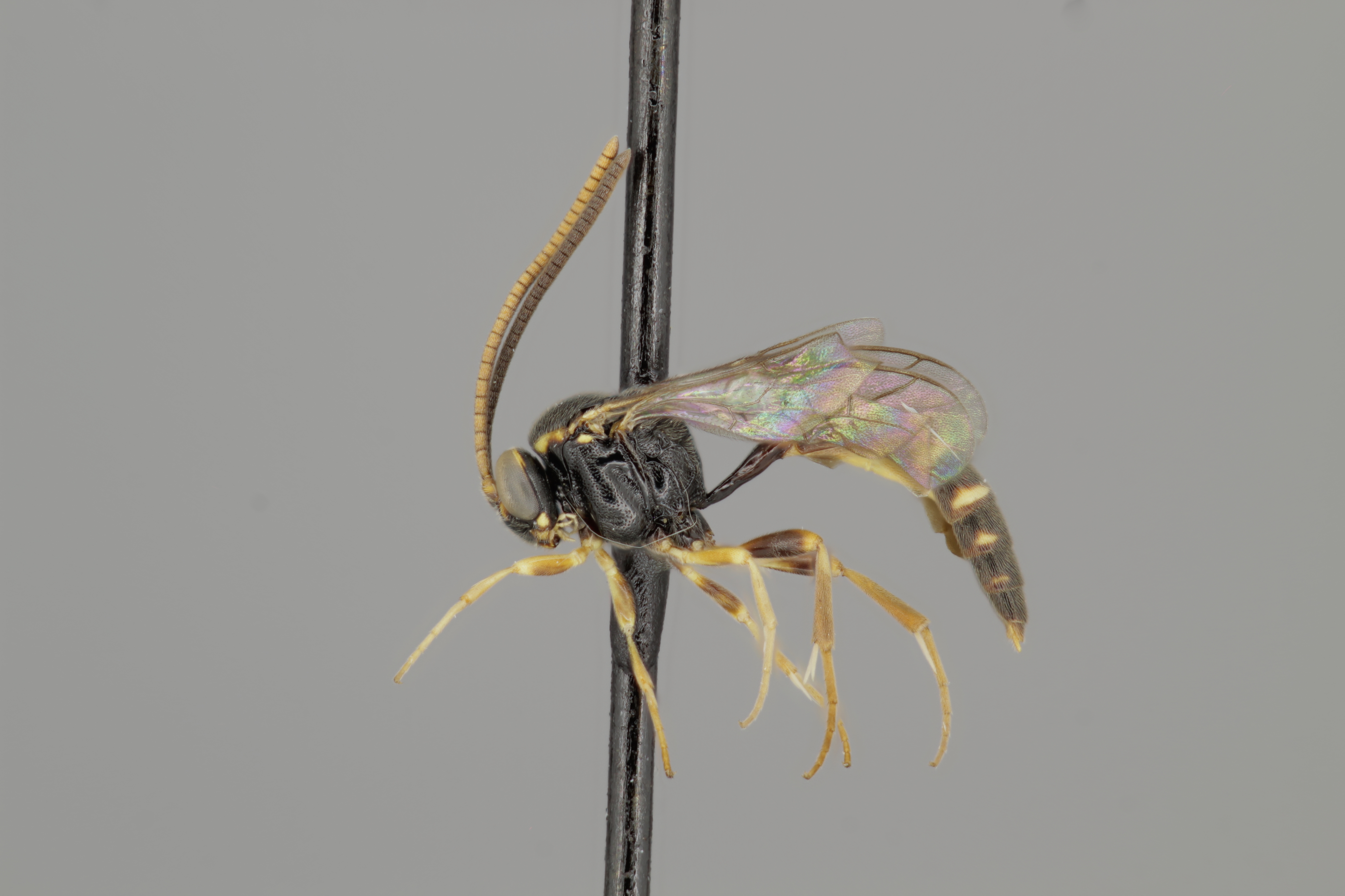 Brachycyrtus ornatus male