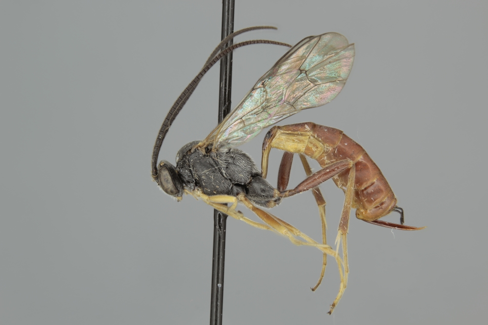 Campoctonus belfragei female