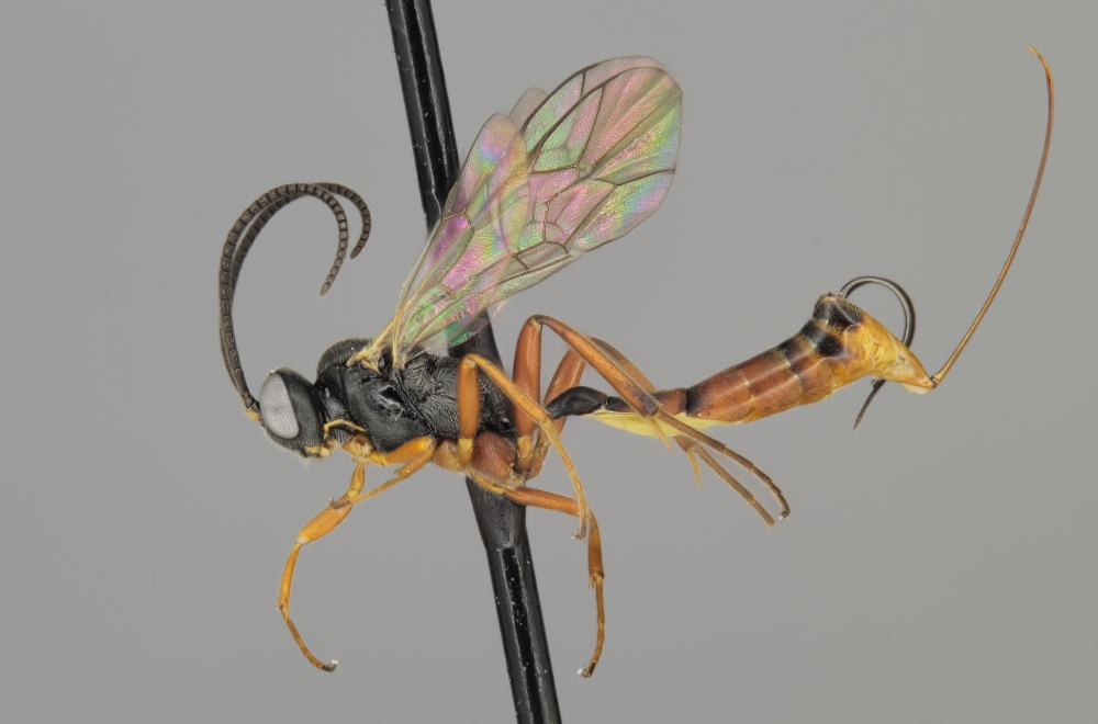 Campoplex fusiformis female