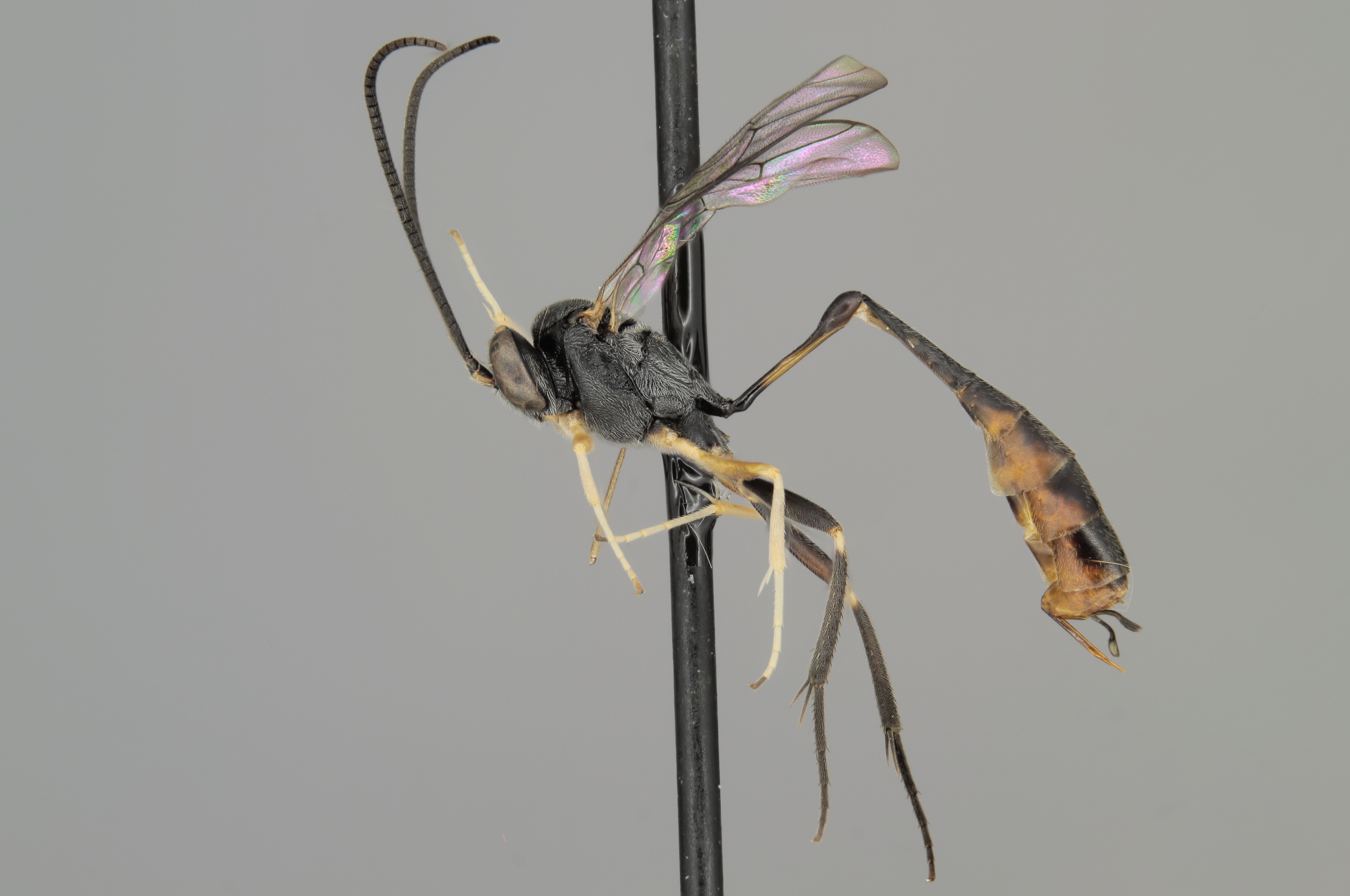 Charops annulipes male