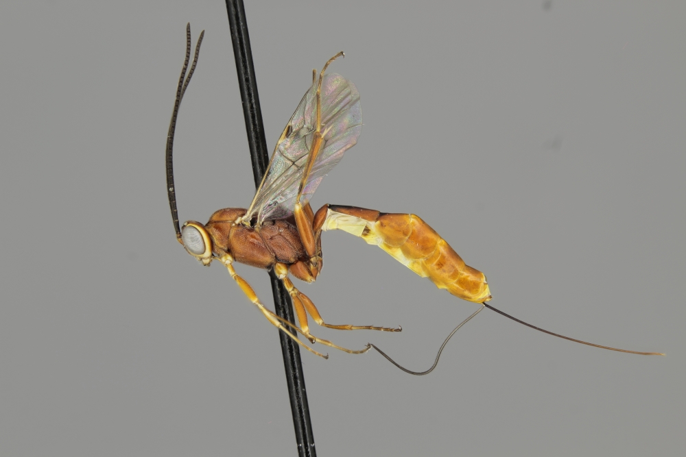 Cremastus viereki female