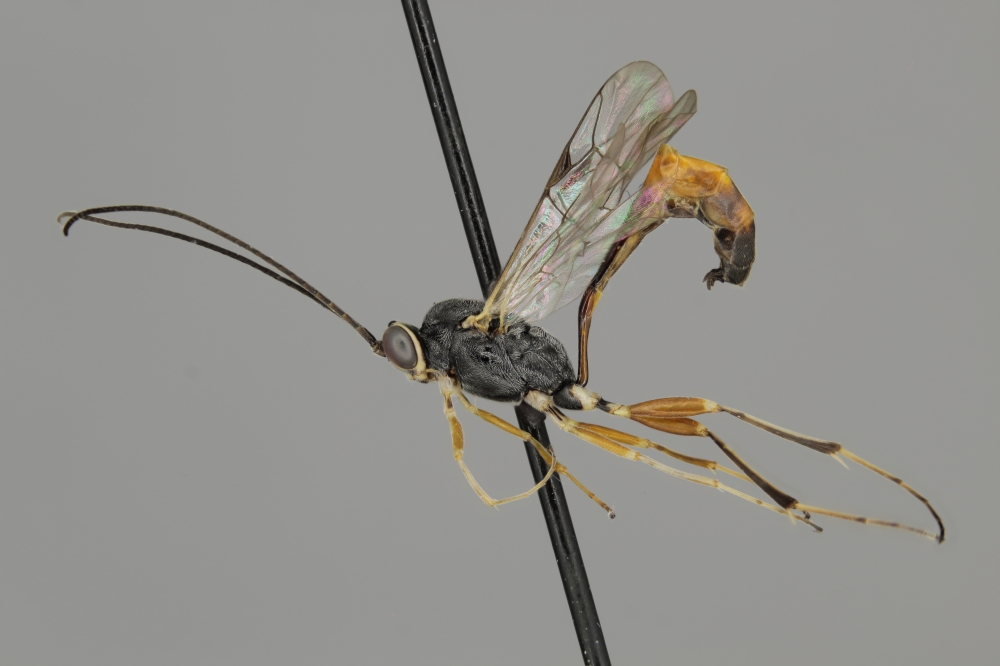 Neleothymus species male