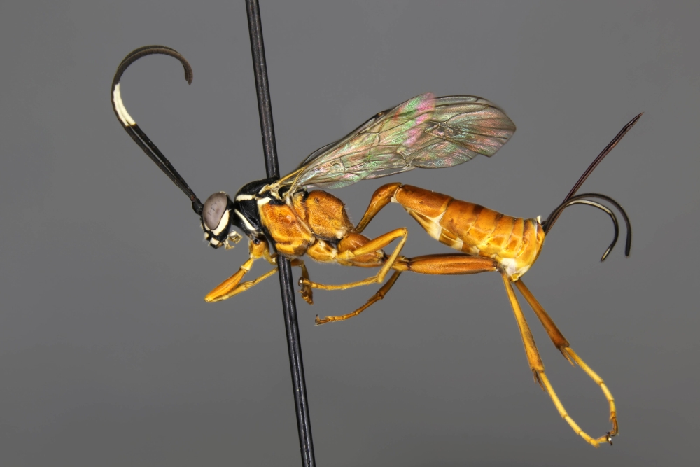 Mesostenus thoracicus female