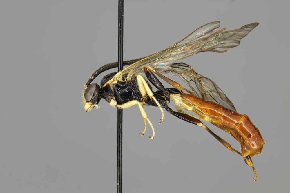 Ctenopelmatinae female