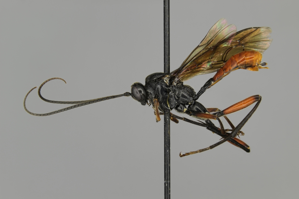 Himerta alpina female