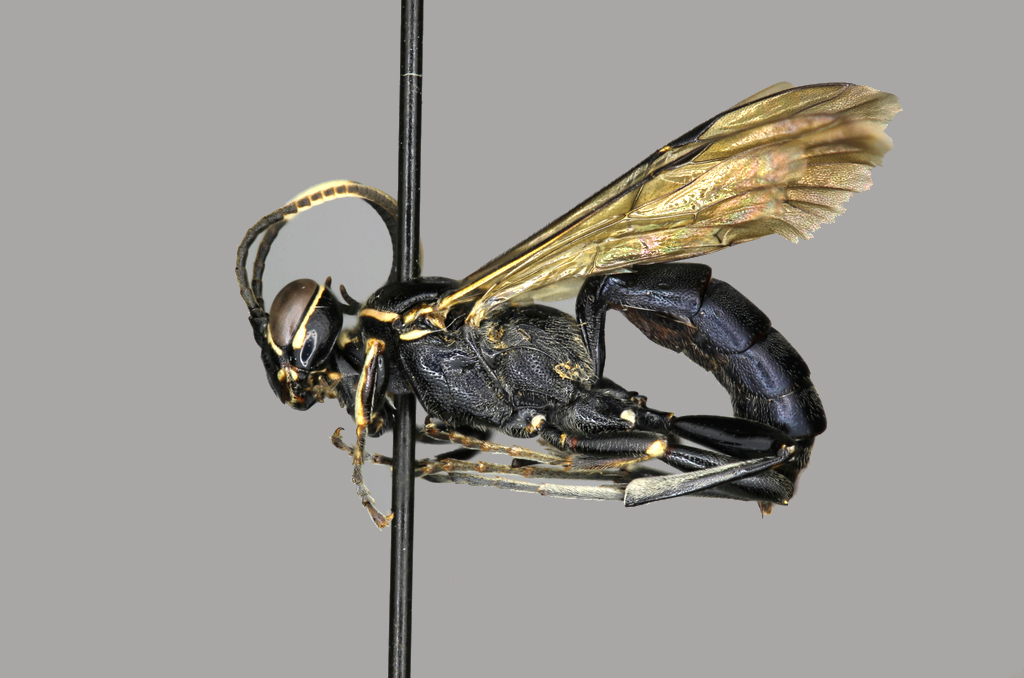 Coelichneumon azotus female