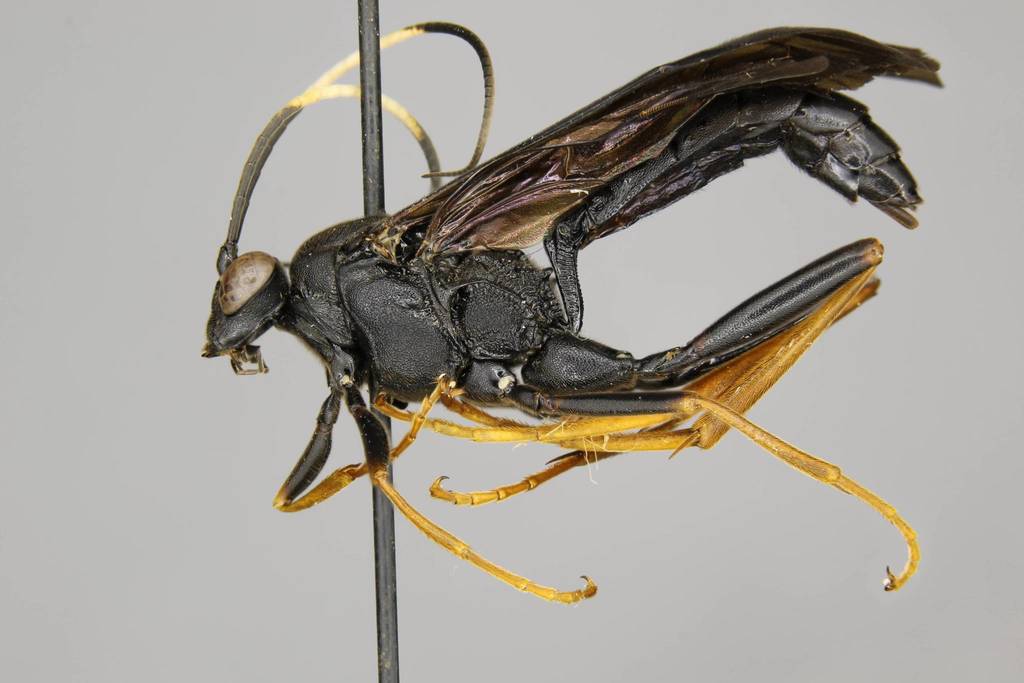 Hoplismenus morulus female