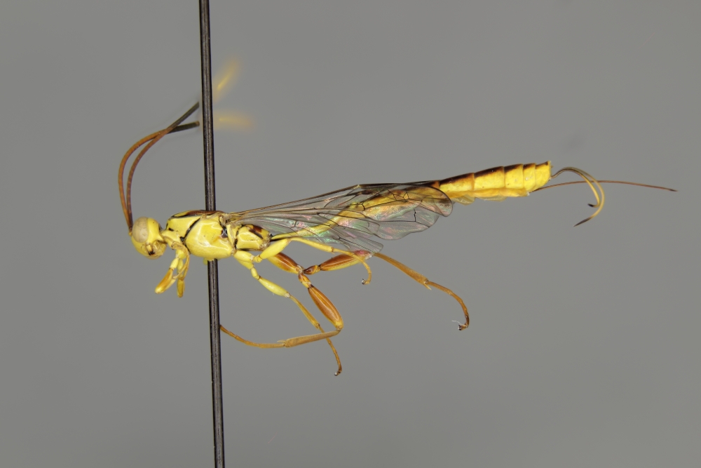 Grotea californica female