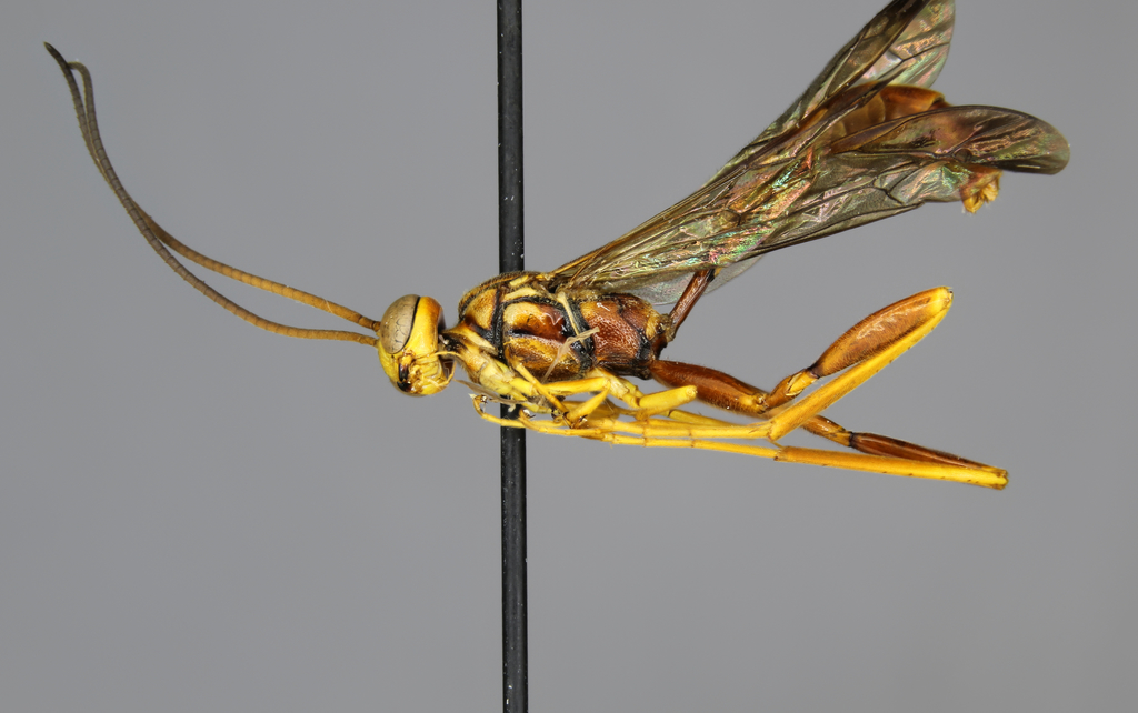 Labena grallator male