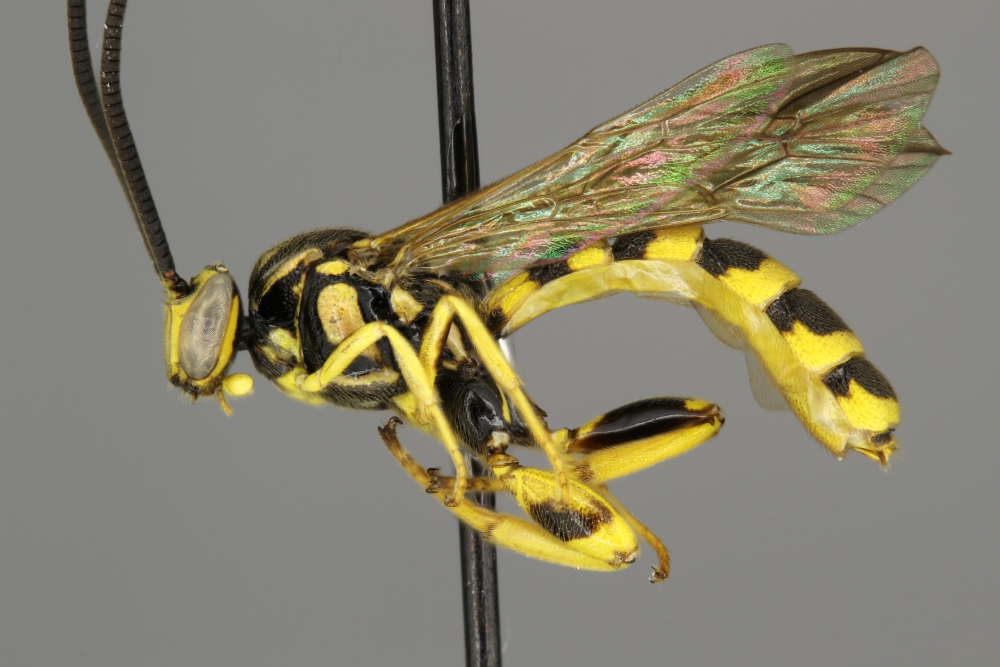 Metopius notatus female