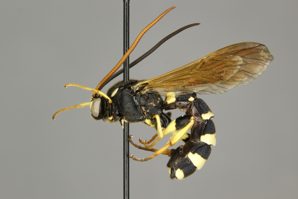 Metopius pollinctorius female