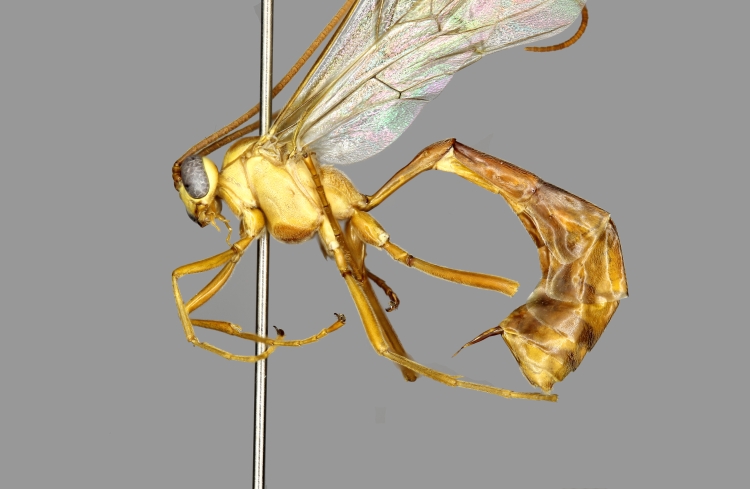 Enicospilus cushmani female