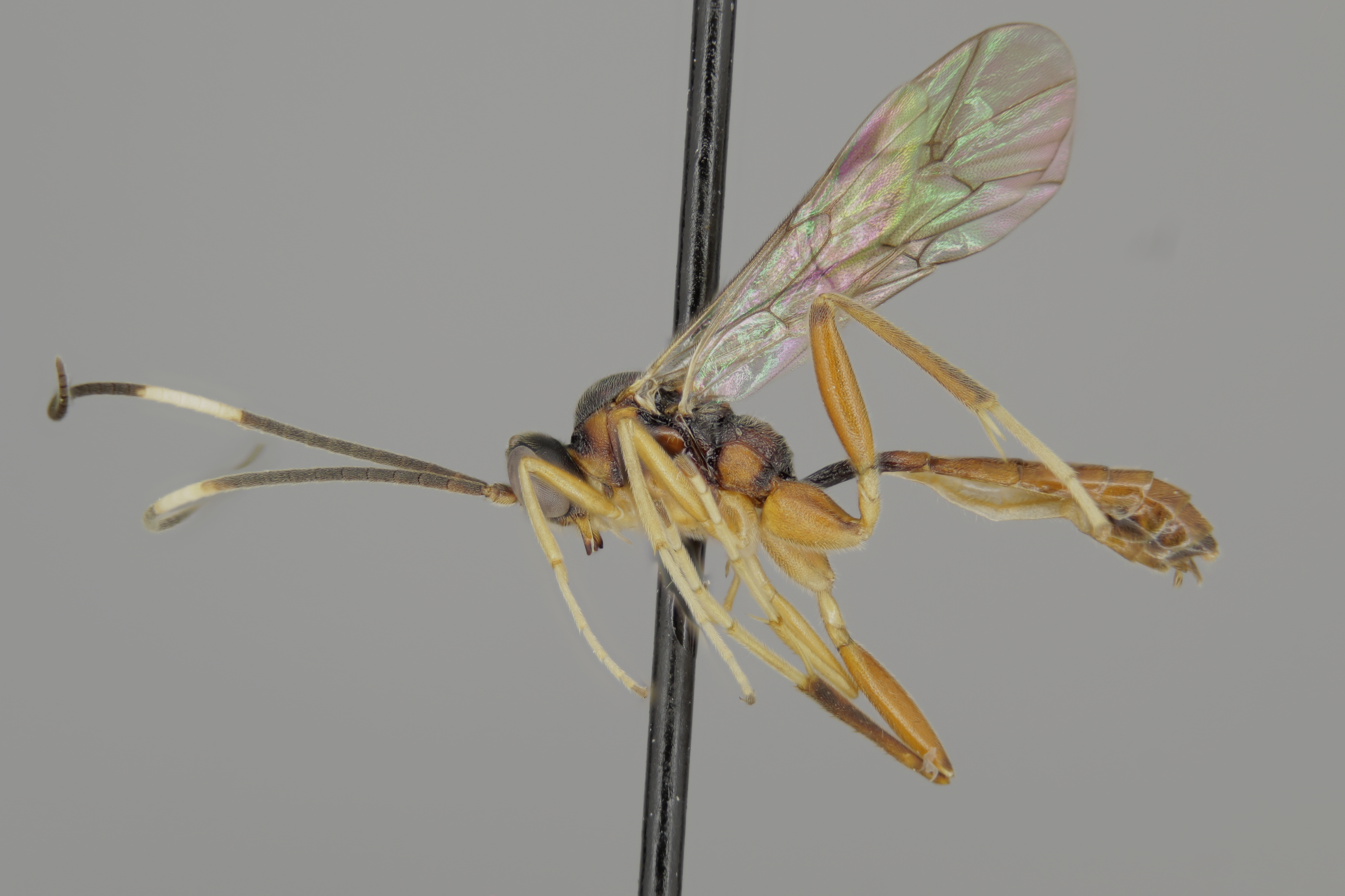 Oxytorus species male