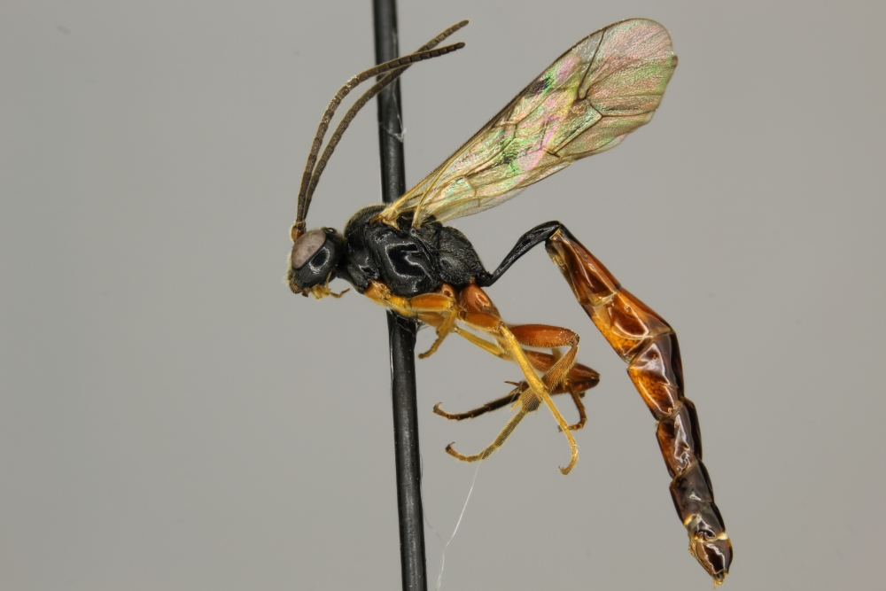 Mesoleptus ignotus female