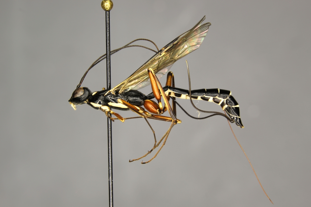 Neoxorides caryae female