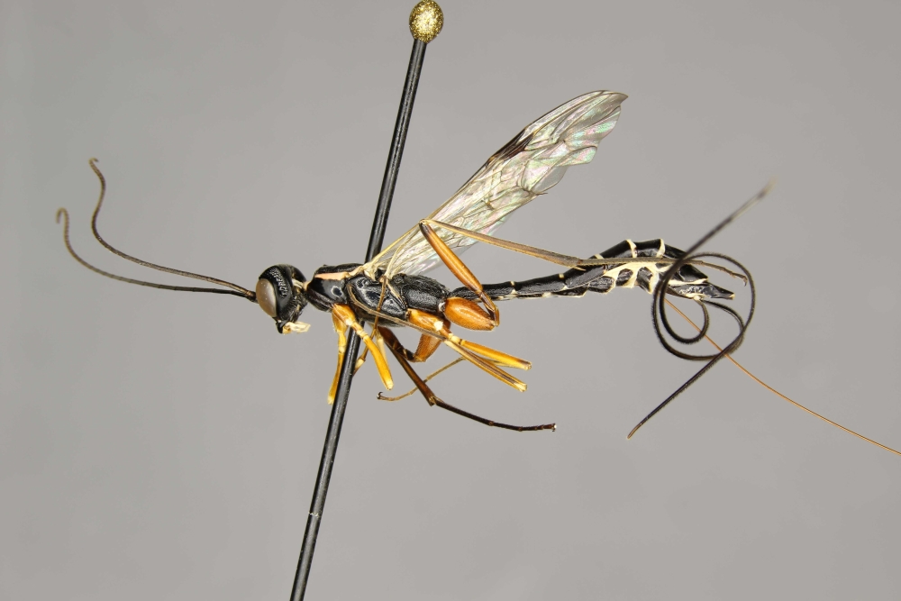 Podoschistus vittifrons female