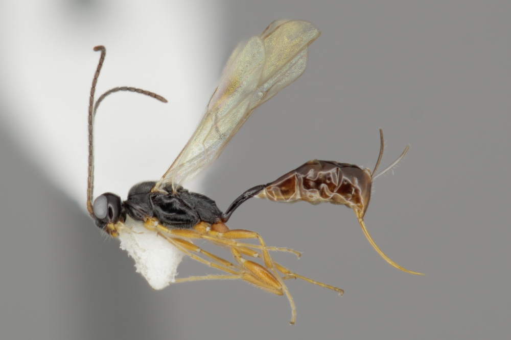 Barycnemis rufipes female