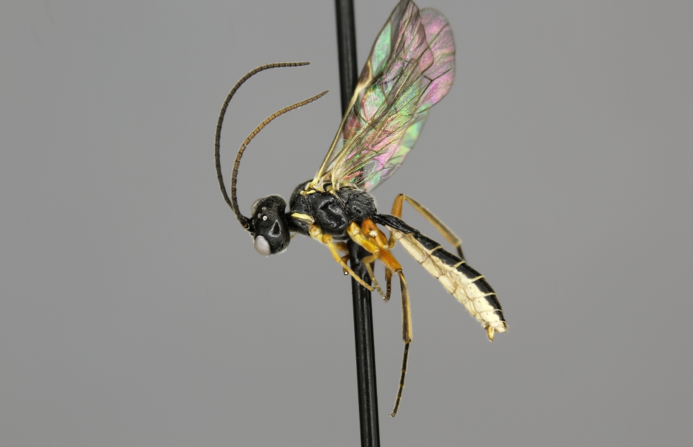 Acrotomus succinctus male