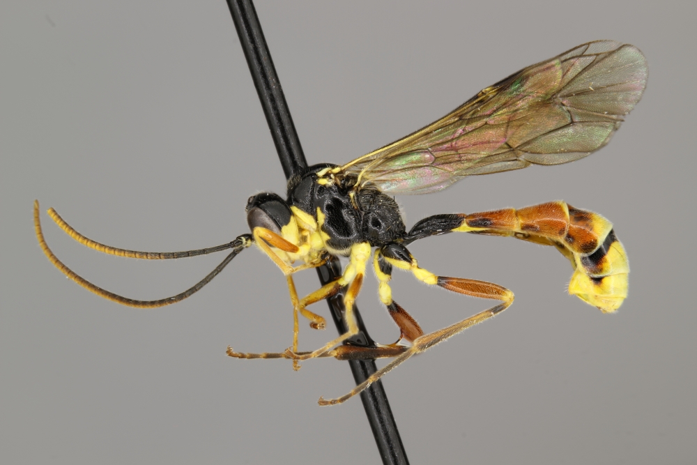 Exyston reniformis female