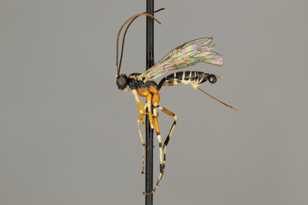 Phytodietus solicitanae female