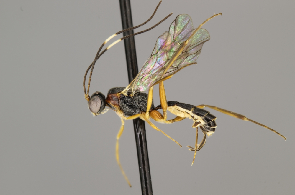 Thymaris negligere female