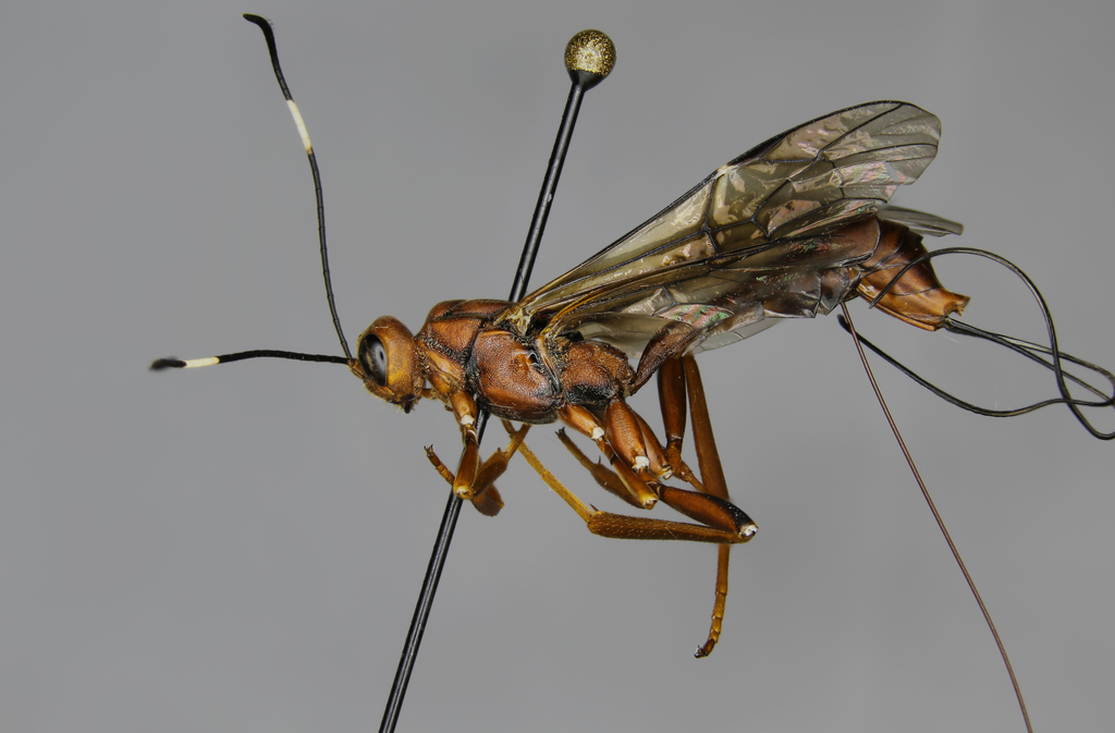 Xorides californicus female